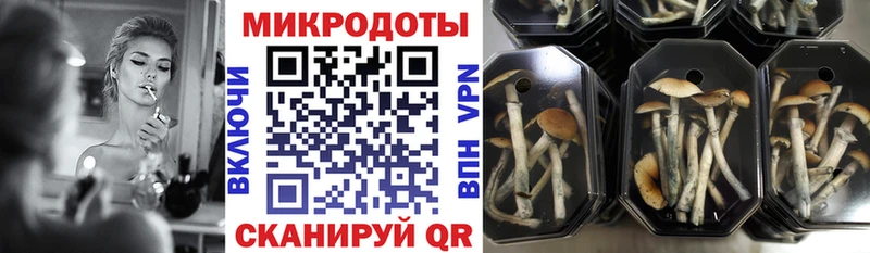 Псилоцибиновые грибы мицелий Курчалой
