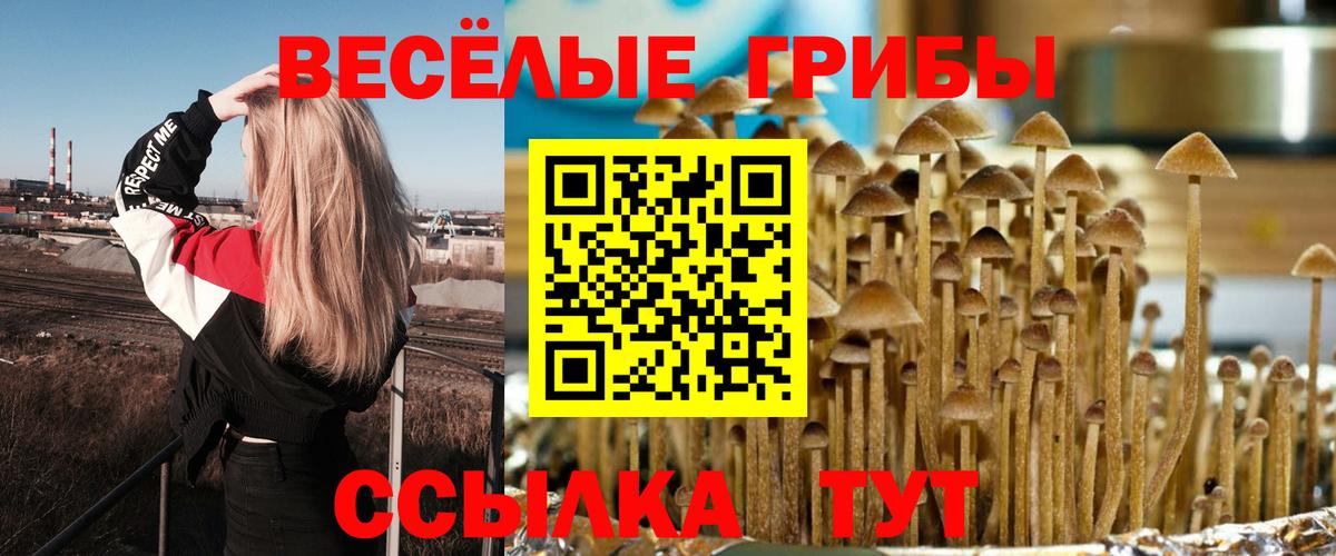 как найти закладки  Галлюциногенные грибы прущие грибы  Вход с VPN  Галлюциногенные грибы GOLDEN TEACHER  Курчалой 